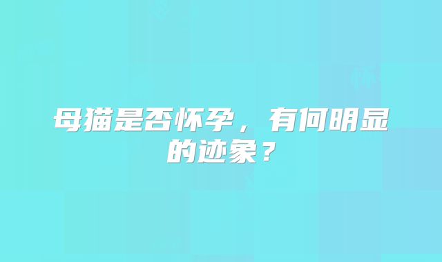 母猫是否怀孕,有何明显的迹象?