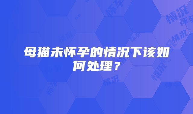 母猫未怀孕的情况下该如何处理？