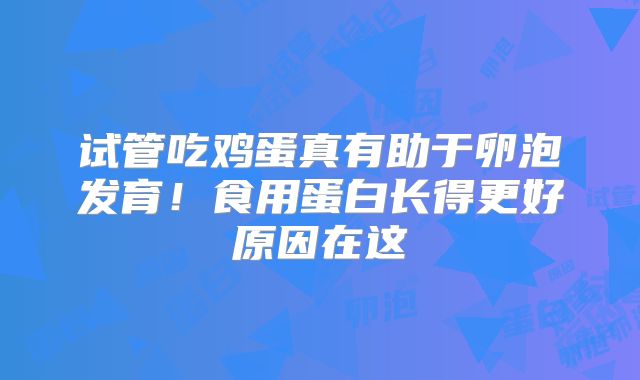 试管吃鸡蛋真有助于卵泡发育!食用蛋白长得更好原因在这